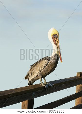 Pelican