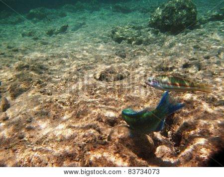 Tropical Exotic Fish Underwater. The Pseododax Moluccanus