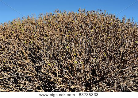 Eyphorbia Balsamifera, Lanzarote Island, Canary Islands, Spain