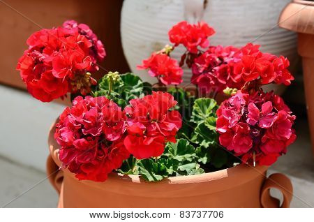 Bright geranium