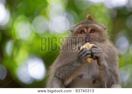Long-tailed Macaque Monkey