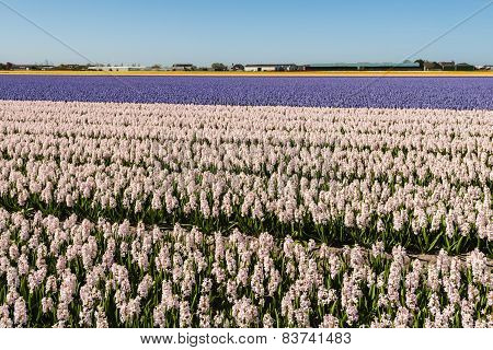Blooming Hyacinths In The Field Of A Nursery