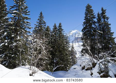 The Jungfrau behind the forest in the Winter