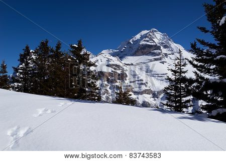 Animal trail into the forest in front of the Jungfrau