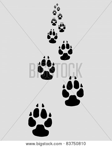 footprints of dog