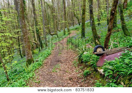 Bluebell Woods