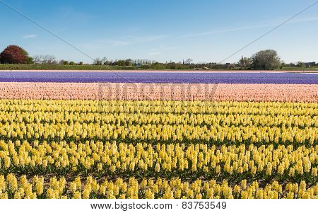 Blooming Hyacinths In The Field Of A Nursery