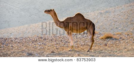 Dromedary In The Desert