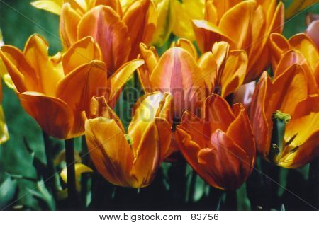 Tulipani