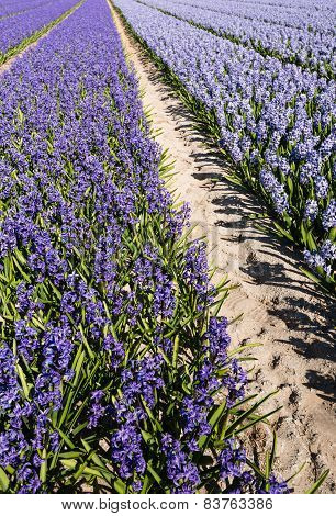 Blooming Hyacinths In The Field Of A Nursery