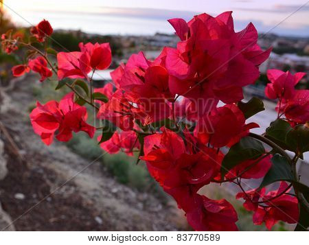 red flowers.