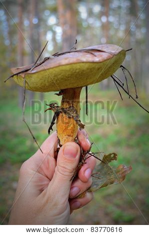 mushroom.