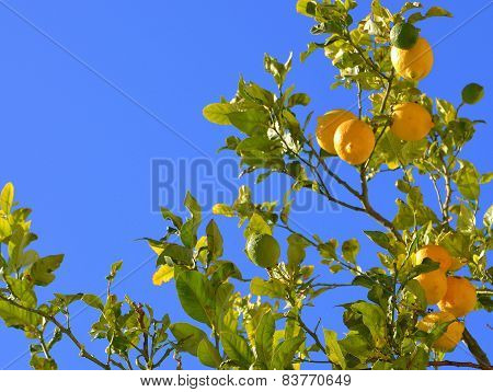 lemons on a branch.