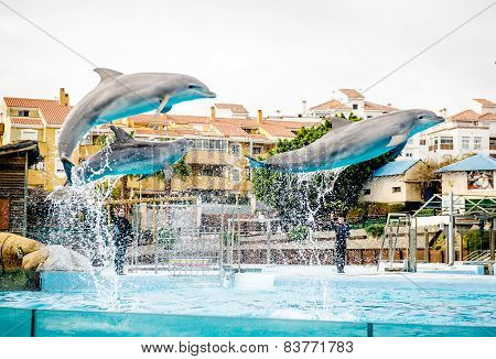 Dolphins show in Selwo Marina in Benalmadena, Malaga.