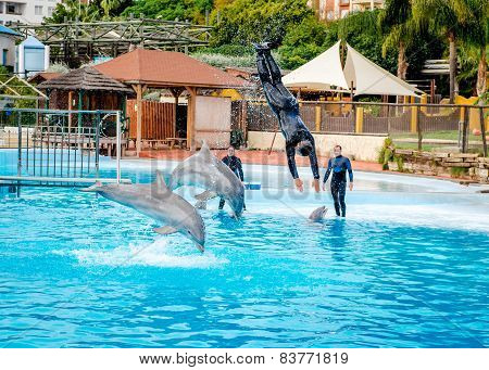 Dolphins show in Selwo Marina in Benalmadena, Malaga.