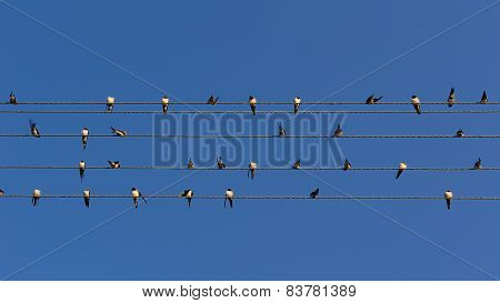 Flock Of Swallows On Power Lines (16:9 Aspect Ratio)