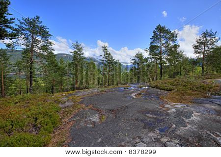 Norweski Las