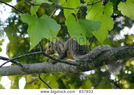 Squirrel