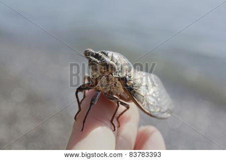 cicada on a finger