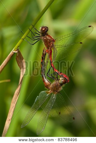 Mating White-faced Meadowhawks