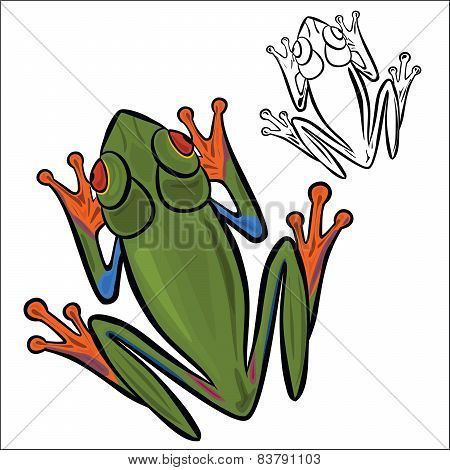 Red-eyed tree frog