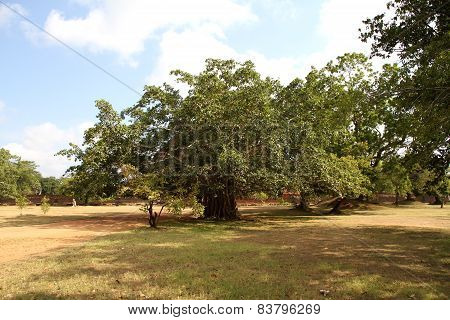 Ficus Benjamina Giant Tree