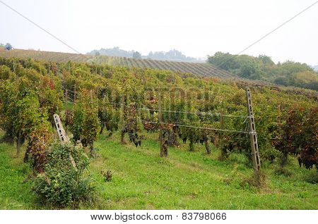 Harvest in October Oltrepo Pavese