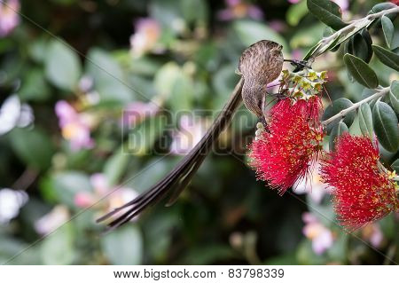 Cape Sugar Bird Looking For Nectar In Red Flowers Of Bottle Brush