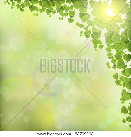 Tree Leaves on Abstract Green Background.
