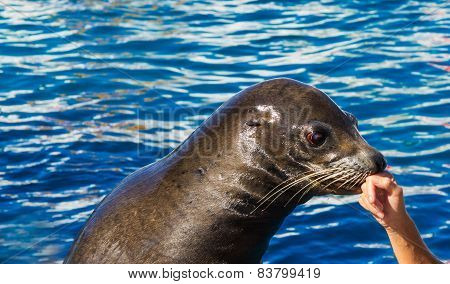 Seal Kisses The Hand