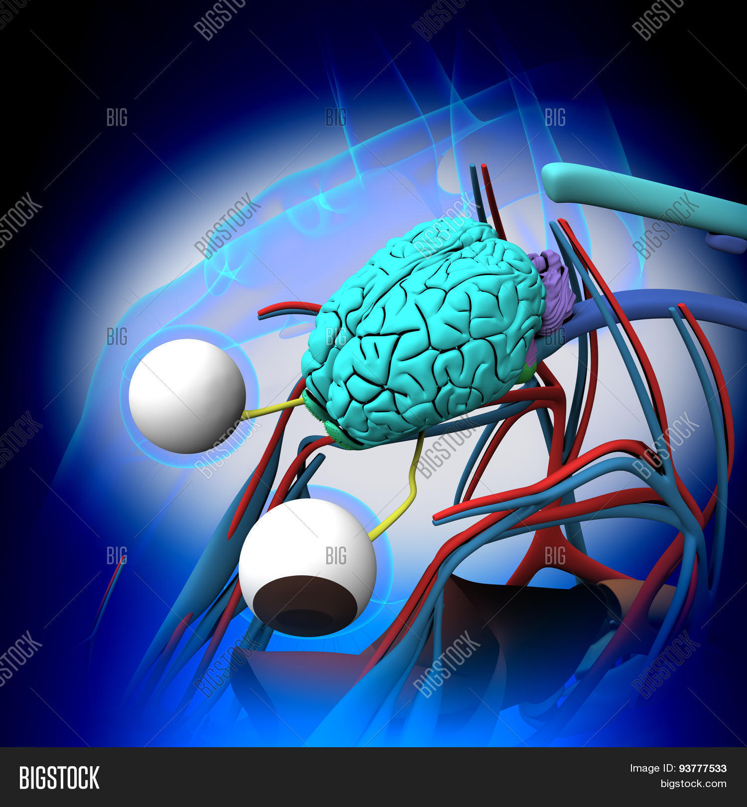 Horse Brain Anatomy Image & Photo (Free Trial) Bigstock