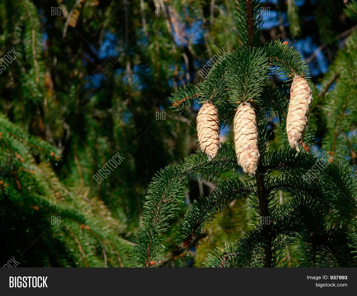 Pine Cones Pitch Image & Photo (Free Trial) Bigstock