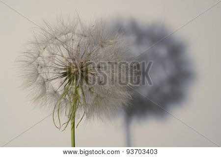 Salsify seed head on white with shadow