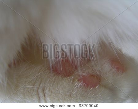 White Fur