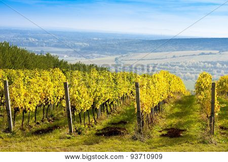 view of autumnal vineyards near Palava, Czech Republic