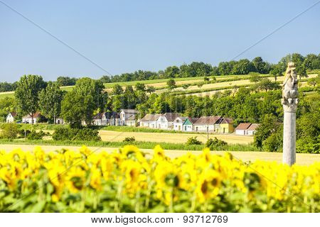wine cellars with sunflower field, Immendorf, Lower Austria, Austria