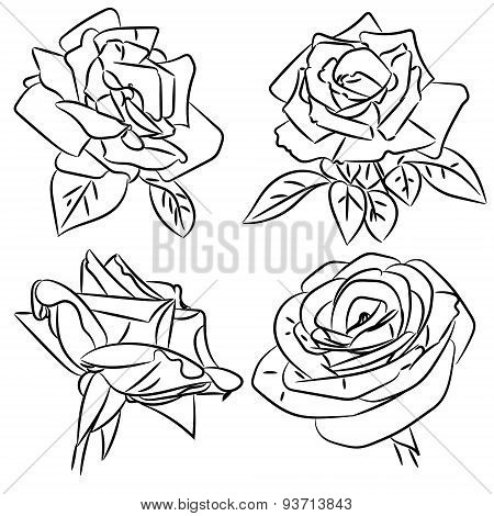 Black And White Roses Sketches