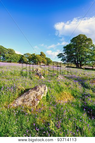 Dartmoor National Park