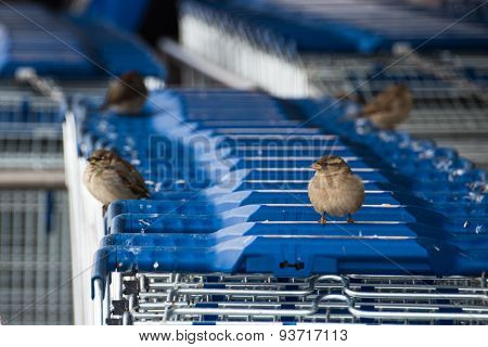 Sparrows On Shopping Carts