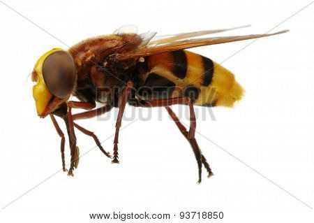 Horsefly isolated on white