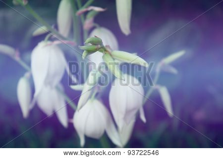 Flowers Of Yucca