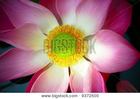 Close Up di Waterlily