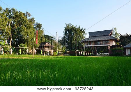 The paddy fields