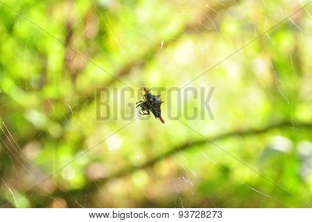 spider web