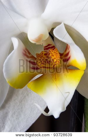 White Orchid Macro. Orchidaceae