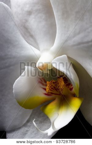 White Orchid Macro. Orchidaceae