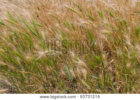 Gold And Green Grass. Fields And Meadows