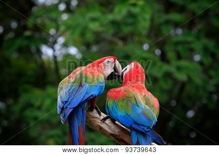 Close Up Couples Of Beautiful Of Scarlet Macaw Birds Peaning And Perching On Dry Tree Brand Against