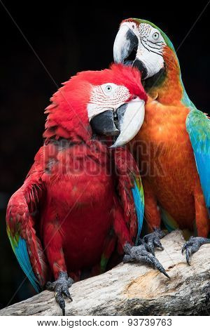 Close Up Couples Of Beautiful Of Scarlet Macaw Birds Peaning And Perching On Dry Tree Brand Against