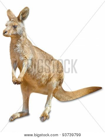 Kangaroo